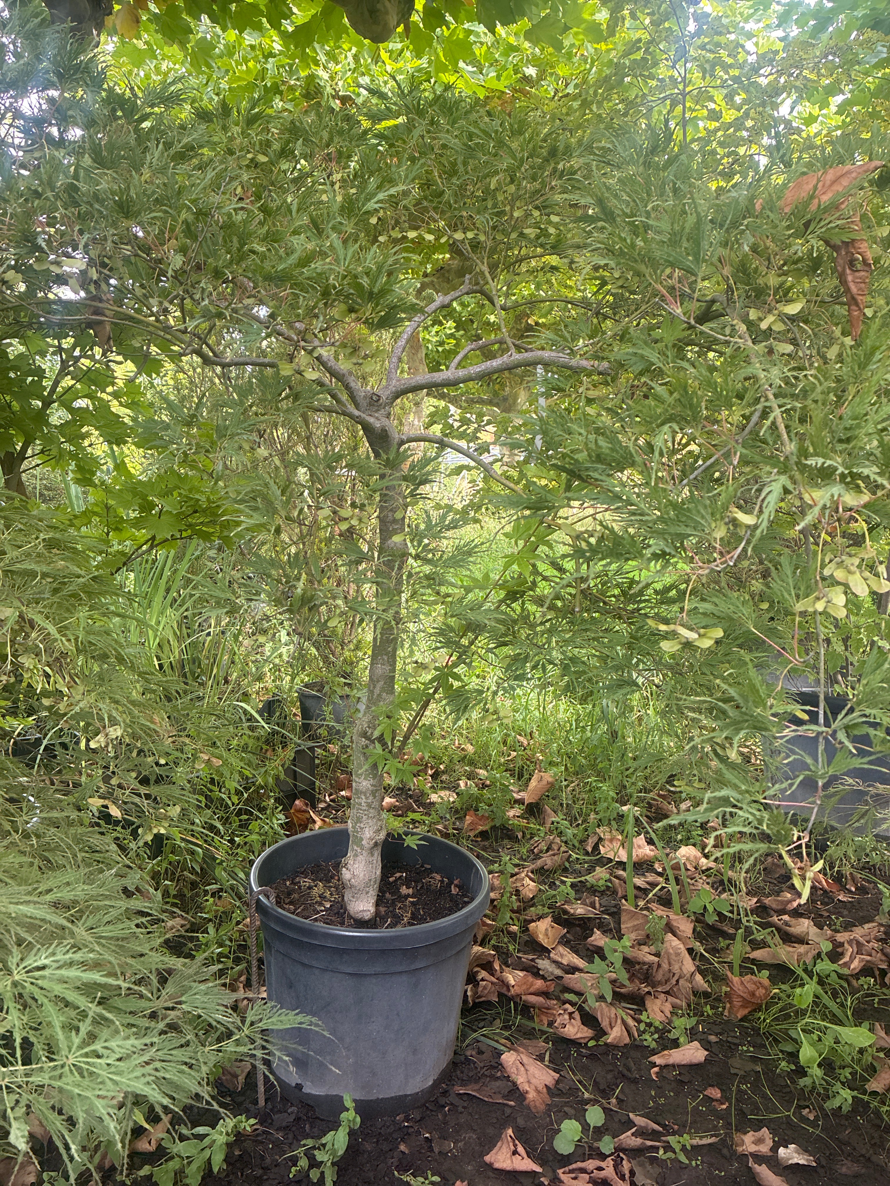Schlitzahorn 'Dissectum Viridis' / Acer palmatum 'Dissectum Viridis'